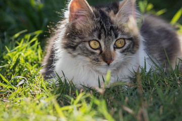gato acostado