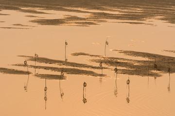 Golden river scenery at low tide