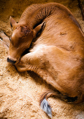 Newborn calf, baby cow lying down on straw in a barn - 119633170