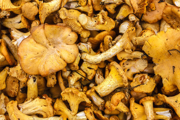 Chanterelles mushrooms background