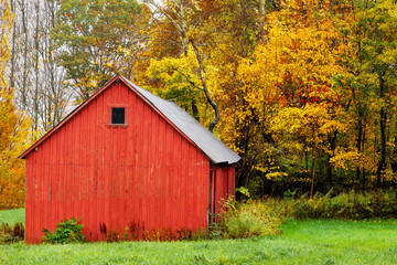 Red barn in autumn, by colorful yellow and orange fall trees and leaves © Crin