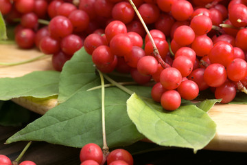 Chinese schizandra - red ripe berries