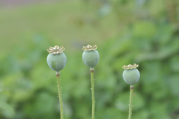 Line of Poppy seed heads