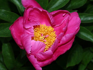 Nahaufnahme einer pinkfarbenen Pfingstrose, Paeonia