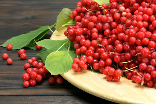 Chinese schizandra - red ripe berries