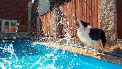 Angry dog border collie barking at water splash from swimming pool, hot weather, beautiful summer...