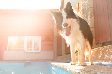 Cute dog border collie standing infront of swimming pool, hot weather, beautiful summer day, sunset...