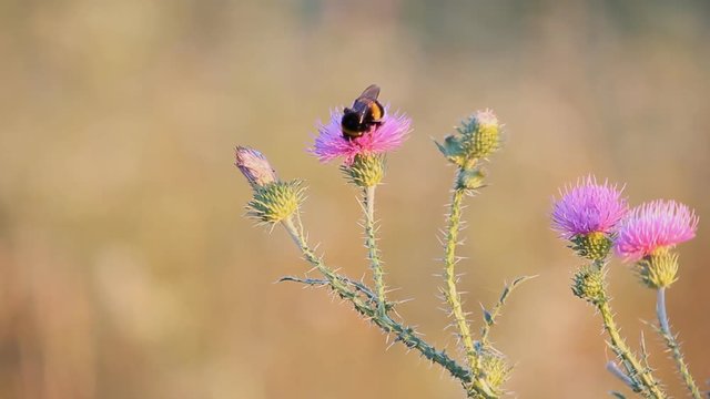 bumble bee and flower