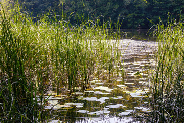 Landscape with forest lake