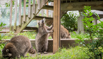 Young members of raccoon (Procyon lotor) family playing, establishing pecking order, grooming one another and playing, search for food and treats near a bird feeder in Eastern Ontario.