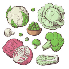 Set of stylized vector vegetables. White cabbage, red cabbage, cauliflower, broccoli, chinese cabbage, brussels sprouts