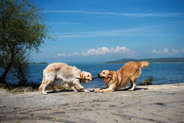 Istanbul boğazında köpekler oynuyor