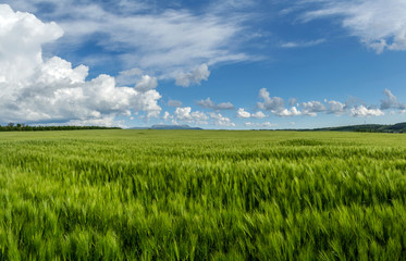 Plakat field of green wheat