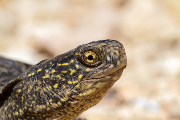 Turtle head closeup