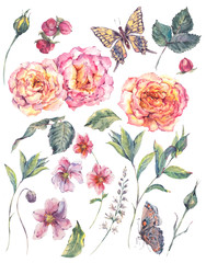 Set vintage watercolor roses, leaves and flowers