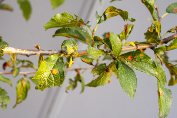 disease leaves plum