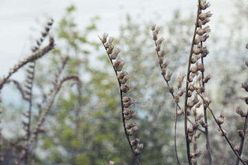 dry plants
