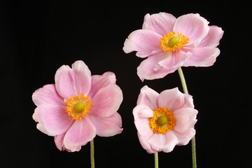 Japaneses Anemone flowers