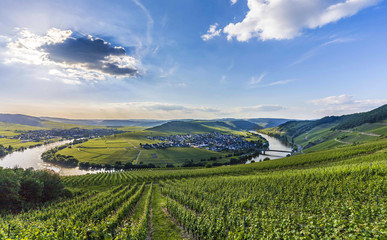 Fototapeta na wymiar famous Moselle river loop in Trittenheim
