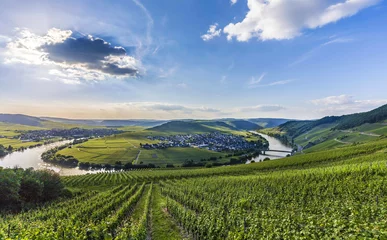Wandcirkels plexiglas famous Moselle river loop in Trittenheim © travelview