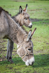 Eselfohlen mit Muttertier, Bildausschnitt