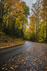 Fototapeta premium Autumn Road, Great Smoky Mountains