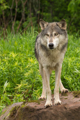 Naklejka na ściany i meble Grey Wolf (Canis lupus) Stands on Rock