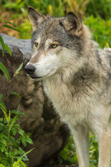 Naklejka na ściany i meble Grey Wolf (Canis lupus) Stands Near Rock