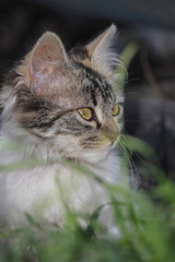 gatito de perfil hermoso