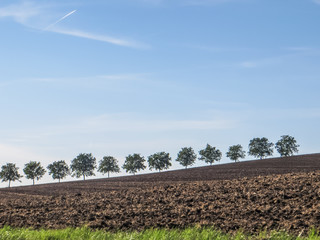 Baumreihe