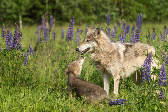 Fototapeta Grey Wolf (Canis lupus) Pup Begs From Yearling