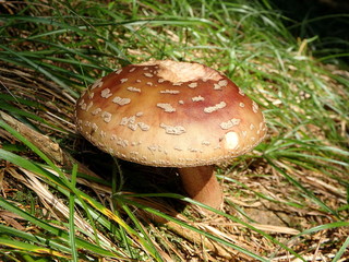 toadstool,