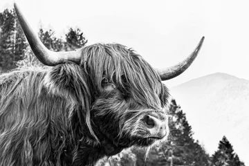 Tuinposter Bestsellers Dieren Schots rundvlees