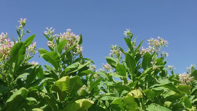 Blossoming tobacco plant field in summer, zoom in HD  footage