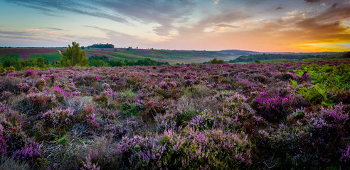 colorful heather on heathland at sunrise - obrazy, fototapety, plakaty