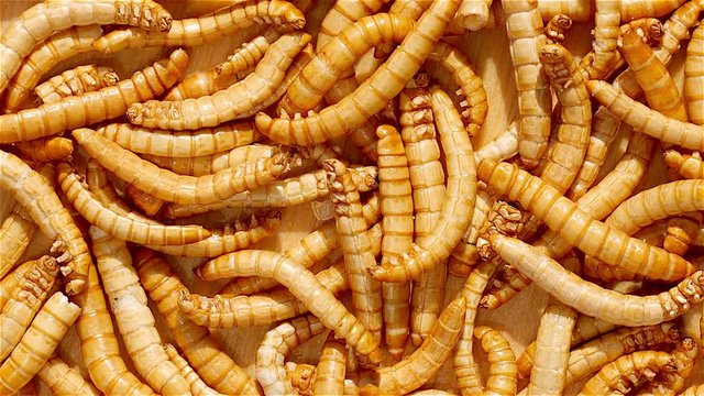 Healthy mealworms rotating. Food of the future. Mealworms are healthy and tasty. Used in asian kitchens and by enthusiasts in the western world.
