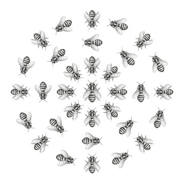 Bees are isolated on a white background Seamless texture pattern. Realistic graphic illustration. Background with insects for design. Geometrical form of a circle