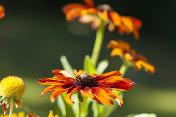 Daisy Three Top Bottom