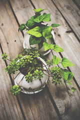 Natural green plants on an old vintage wooden board