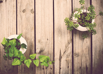 Fototapeta na wymiar Natural green plants on an old vintage wooden board