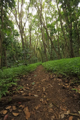 A hiking trail on the island of Kauai, Hawaii