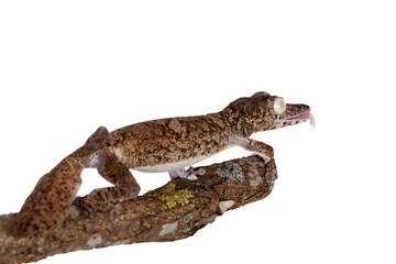 Giant leaf tailed gecko on white