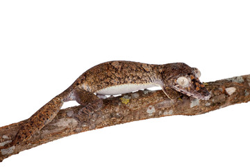 Naklejka premium Giant leaf tailed gecko on white
