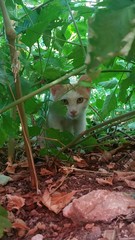 Kätzchen schleicht durch Gebüsch