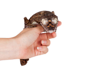 Giant leaf tailed gecko on white