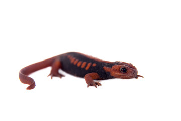 The emperor newt on white