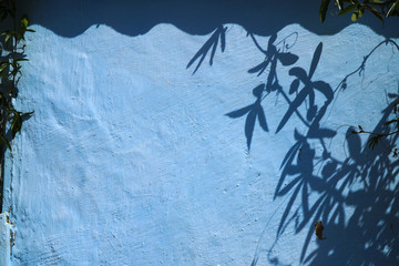 Ivy Leaves Shadows on A Blue Wall with Plants