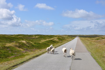 Naklejka premium Schafe auf Sylt
