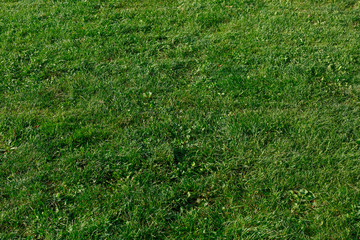 background of green grass lawn texture.