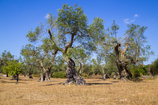 Alberi di olive